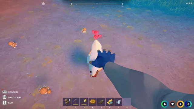 Reaching out to a chicken at the forest camp